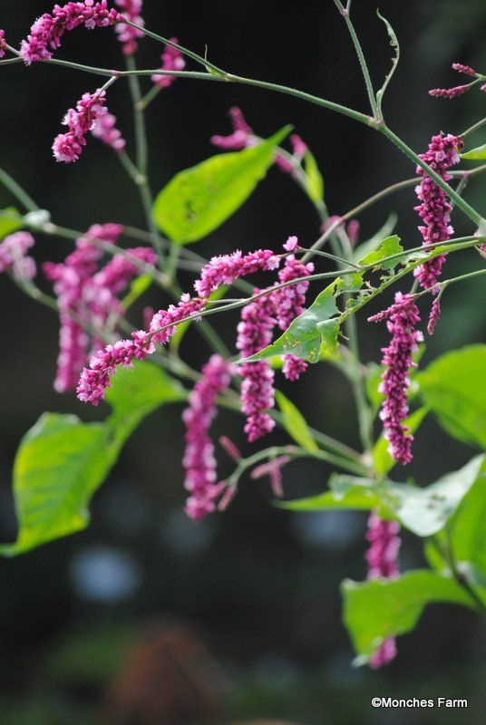 Kiss Me Over The Garden Gate